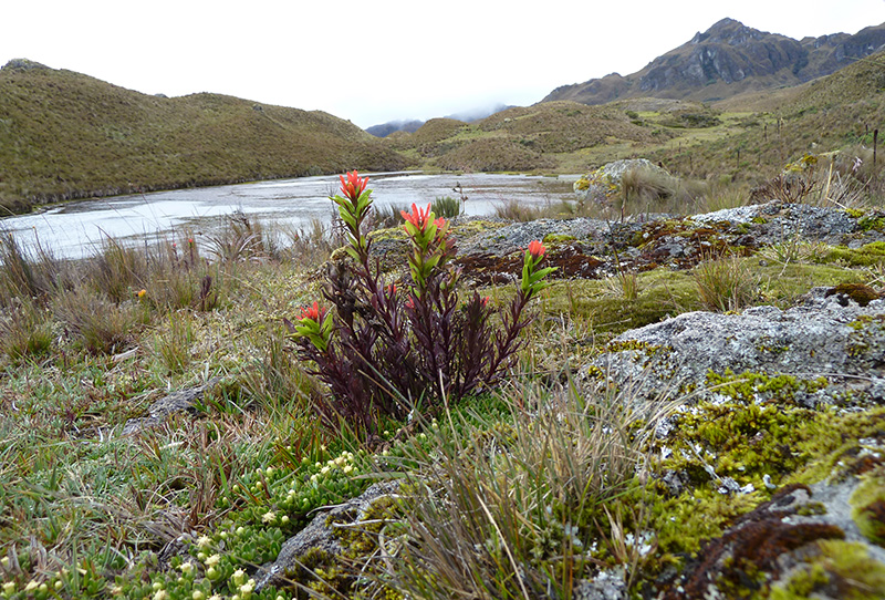 Páramo Cajas National Park Ecuador