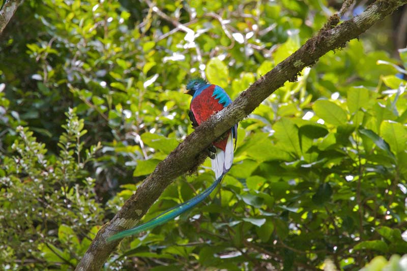 Quetzal bird Villa Blanca Cloud Forest Costa Rica