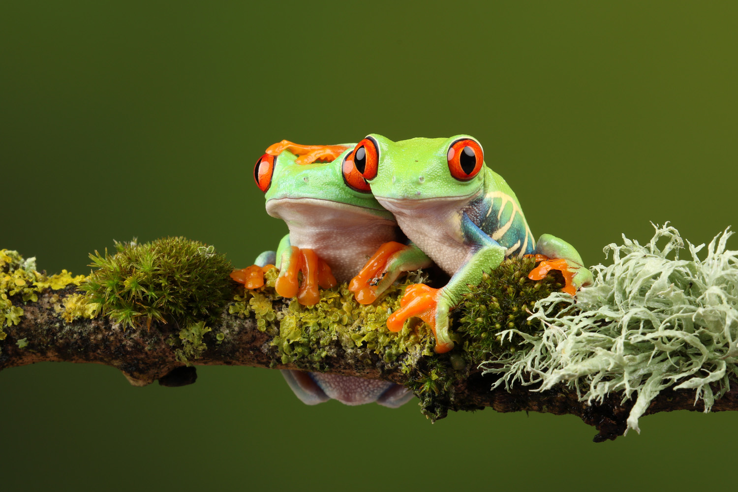 two Red Eyed Tree Frogs on branch, Costa Rica, Llama travel