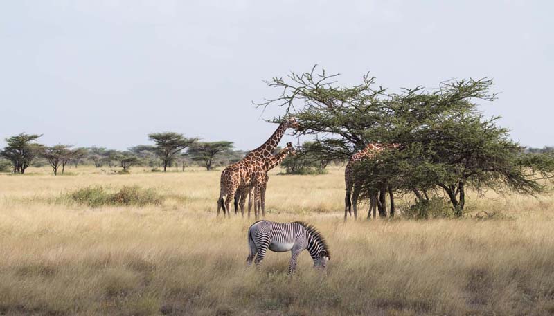 Reticulated giraffe Gravy Zebra