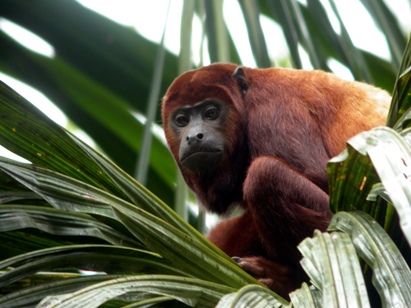 Sacha Lodge Red Howler Monkey