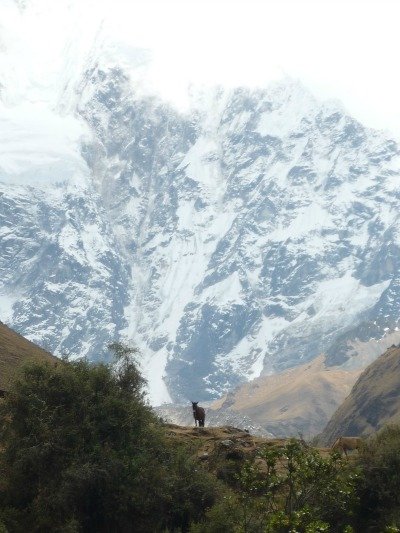 Salkantay Trail Peru Day 1 Walking towards Salkantay Mt Llama Travel