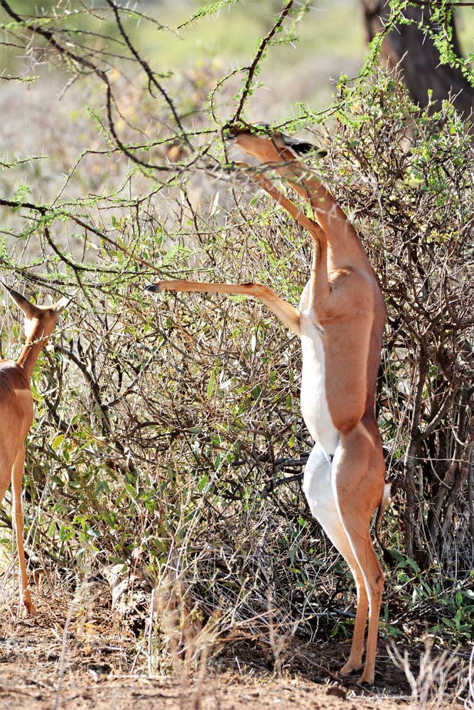 Samburu National Reserve 100