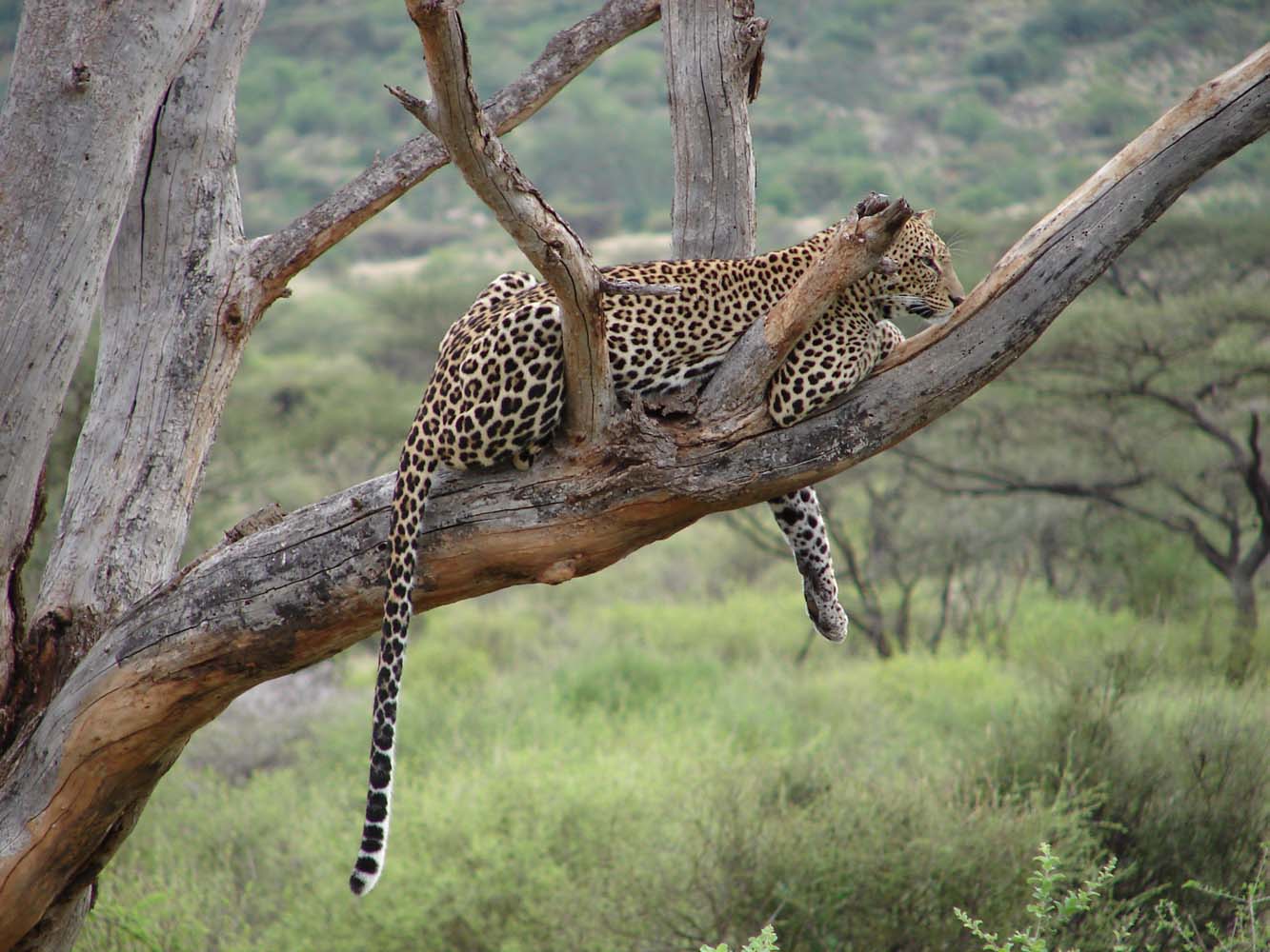 Samburu National Reserve 12