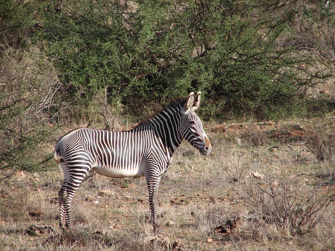 Samburu National Reserve 18
