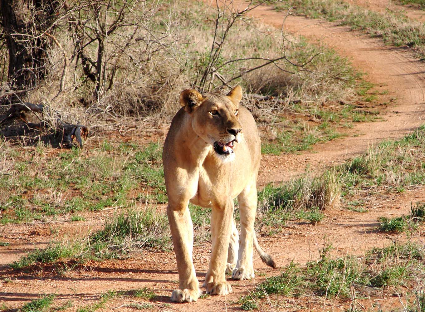 Samburu National Reserve 55