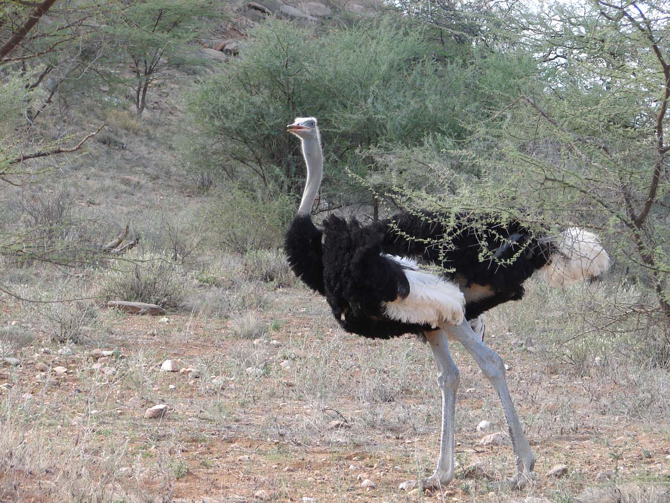 Samburu National Reserve 89