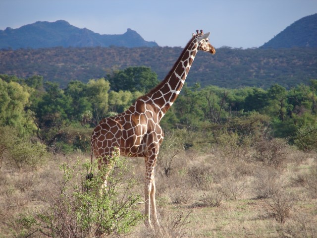 Samburu National Reserve 99