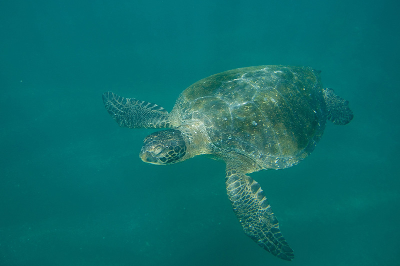 Sea Turtle Galapagos