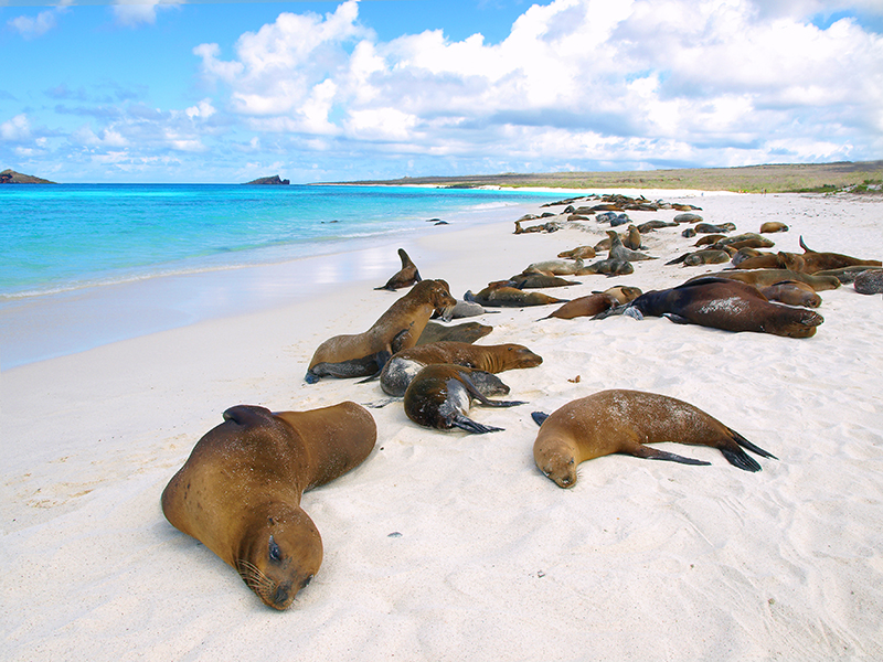Sea lions Galapagos
