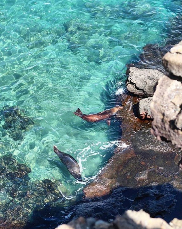 Sea lions Galapagos Llama Travel