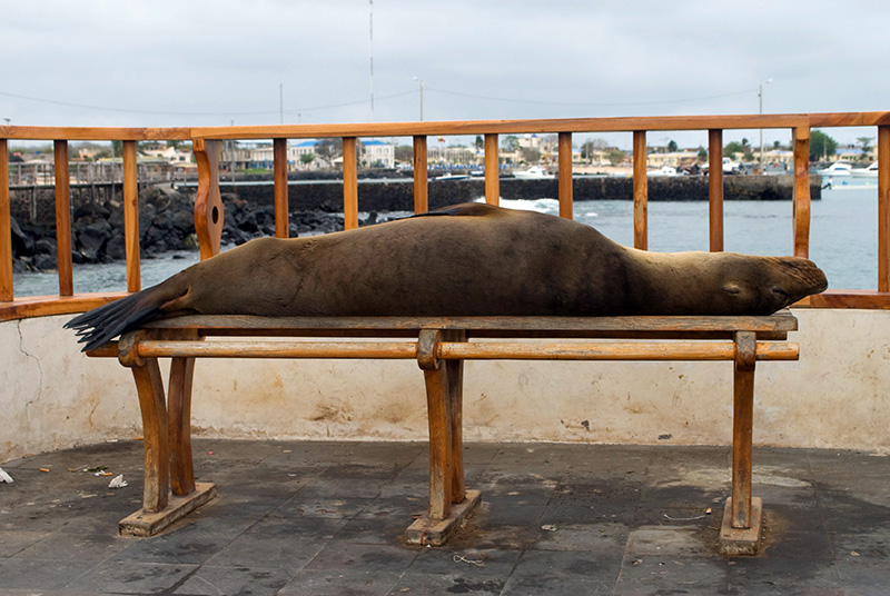 Sleep Sea Lion B Colour