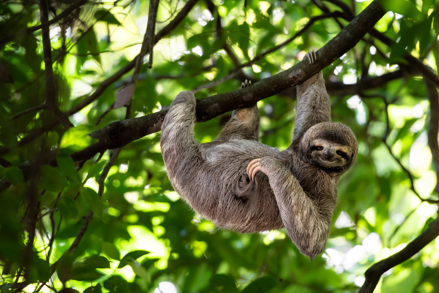 Three toed sloth hanging from branch smiling at camera, in Costa Rica, Llama Travel