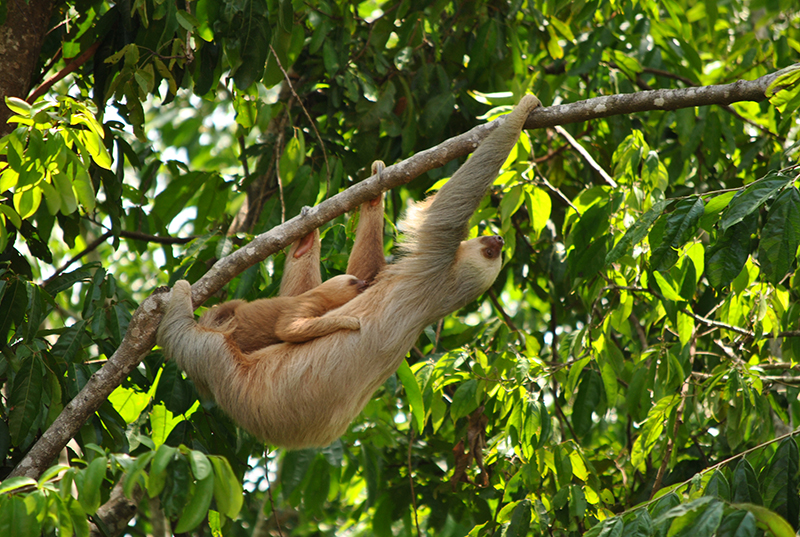 Sloths Manuel Antonio Costa Rica Llama Travel