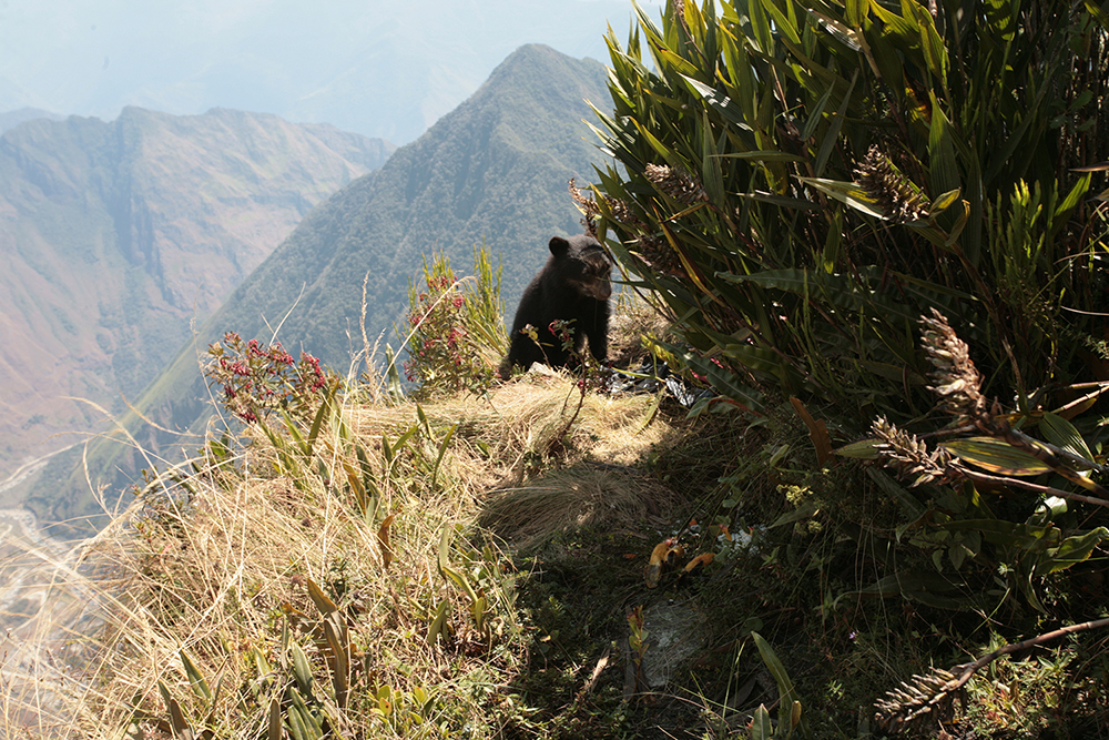 Spectacled bear machu Picchu Mountain Peru Llama Travel