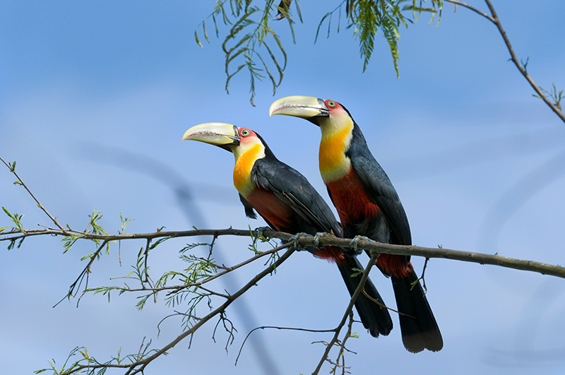 Toucan Ramphastos dicolorus Amazon rainforest animals Llama Travel