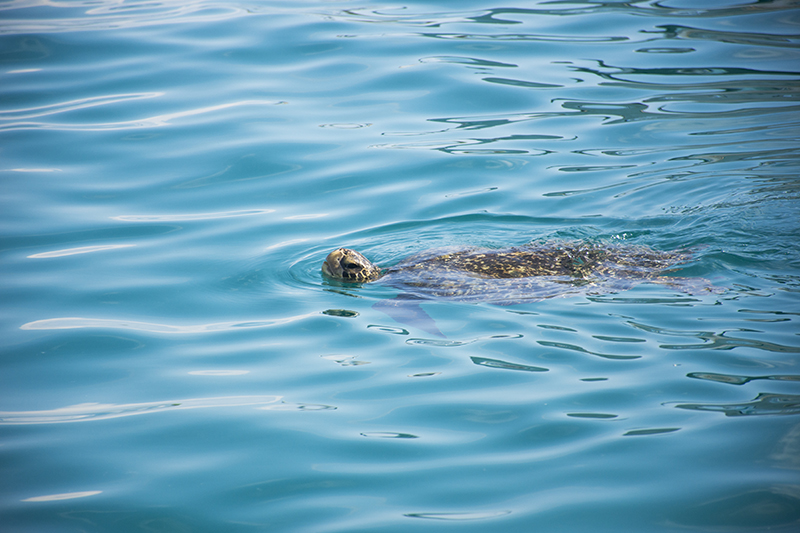 Turtle Galapagos