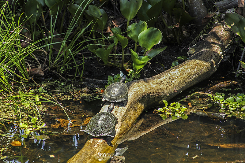 Turtles Amazon Jungle Ecuador Llama Travel