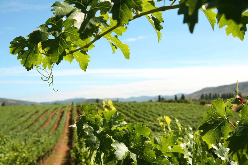 Valle del Maule medium