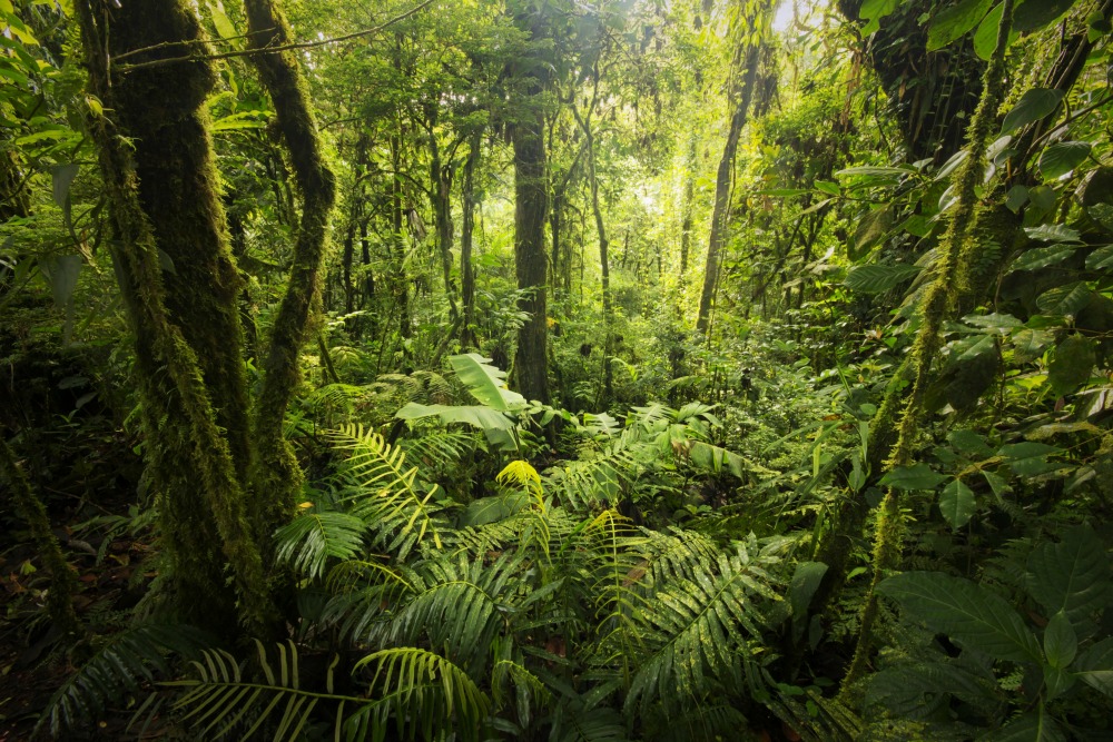 Villa Blanca Cloud Forest Reserve Costa Rica Llama Travel