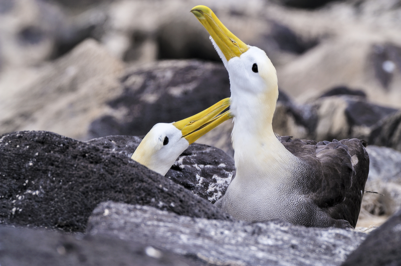 Waved albatross Galapagos