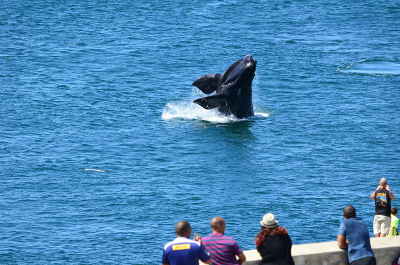 Whale watching Hermanus South Africa Llama Travel