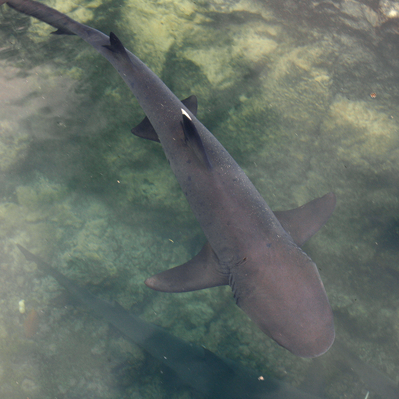 White tip reef shark Galapagos