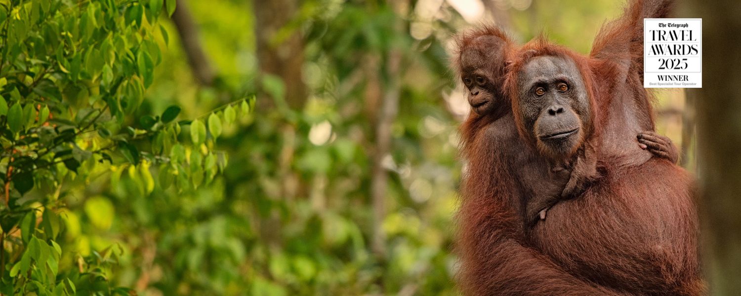 New Tour:  Orangutans of Borneo