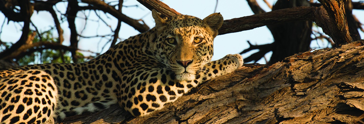 Spot wildlife in Botswana's Okavango Delta