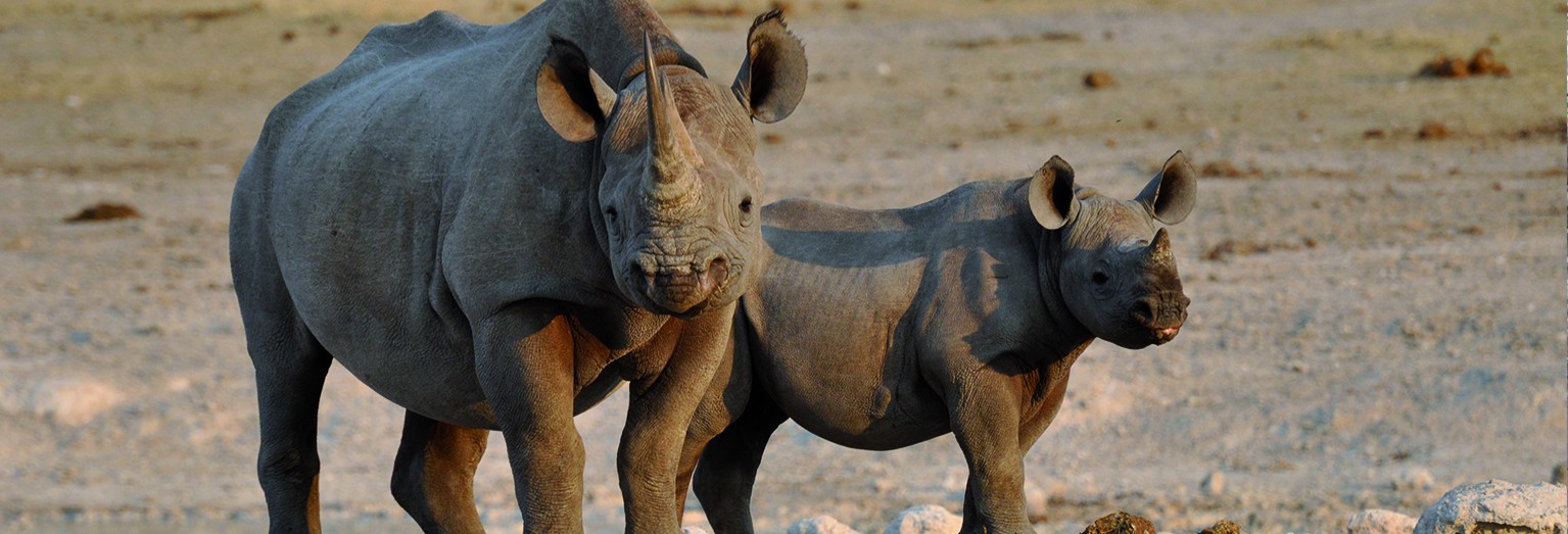 Track rhinos on foot in Namibia's rugged Damaraland