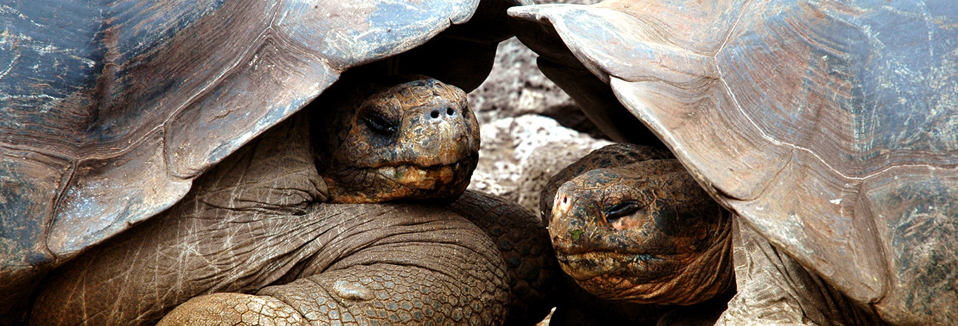 See Galapagos' famous giant tortoises