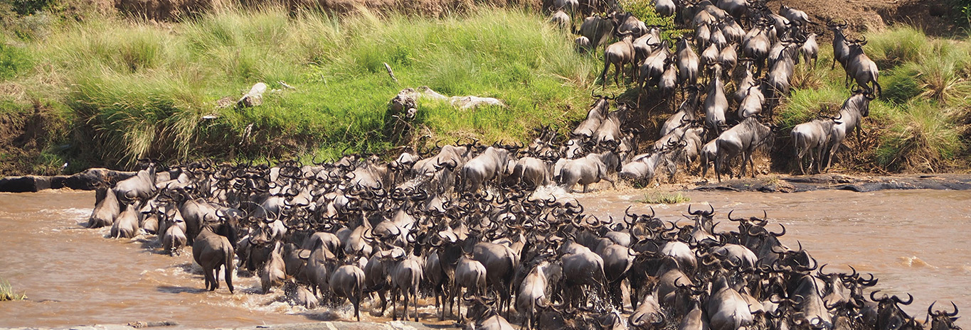 Witness Kenya's annual wildebeest migration