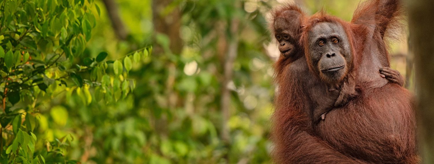New Tour:  Orangutans of Borneo