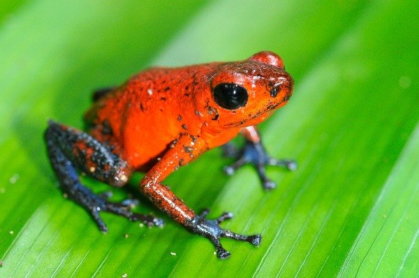 Poison Dart Frog Totuguero Costa Rica