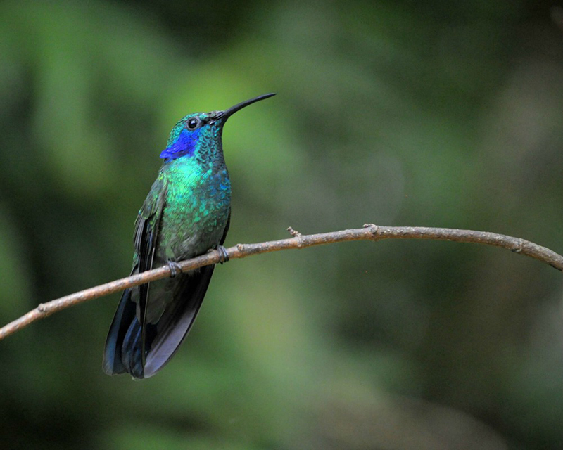 hummingbird Villa Blanca Cloud Forest Reserve Costa Rica Llama Travel