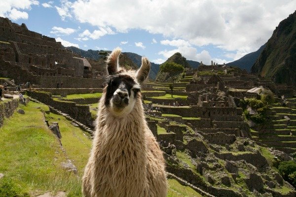 llama Machu Picchu Peru