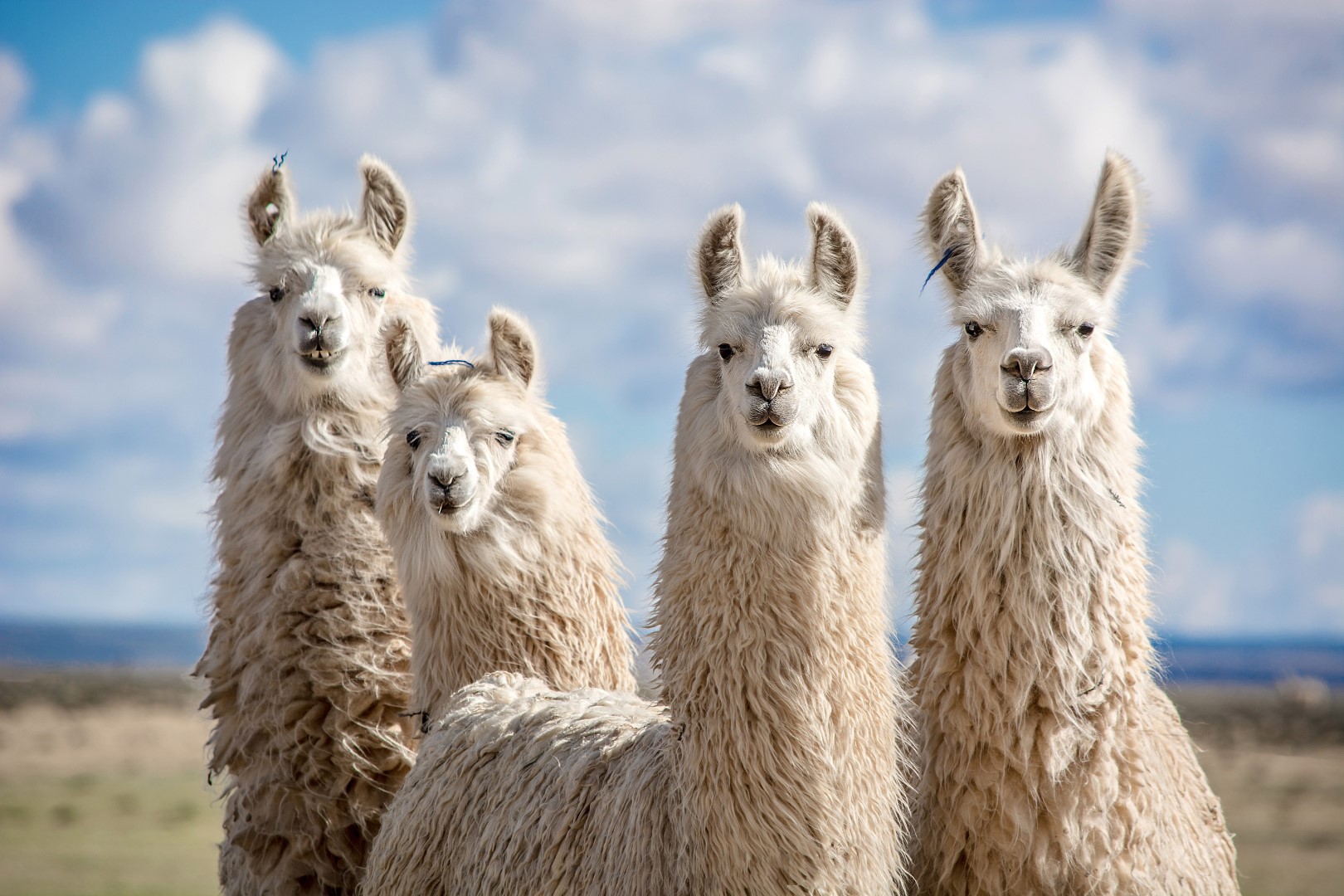 llama ears