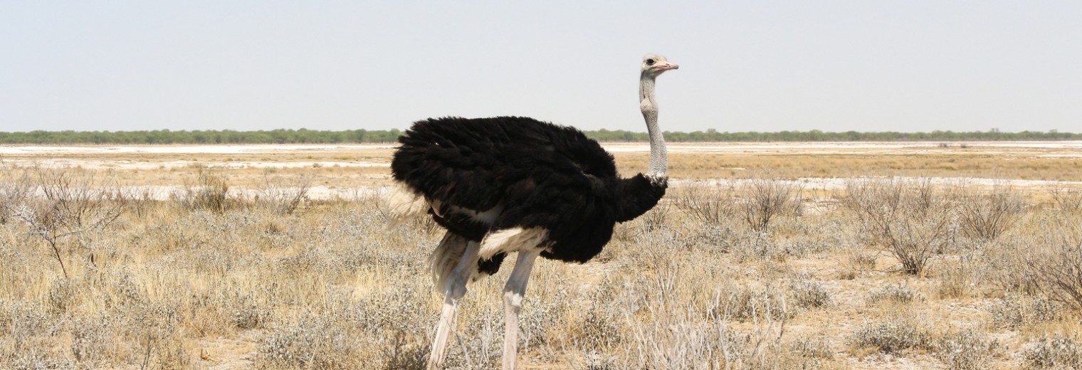 Ostrich, Etosha, Namibia