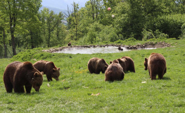 Libearty Bear Sanctuary, Zărnești, Romania