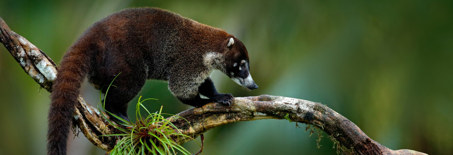 Raccoon, Manuel Antonio