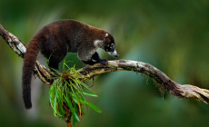 Raccoon, Manuel Antonio