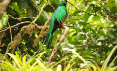 Quetzal tour, Villa Blanca Cloud Forest, Costa Rica