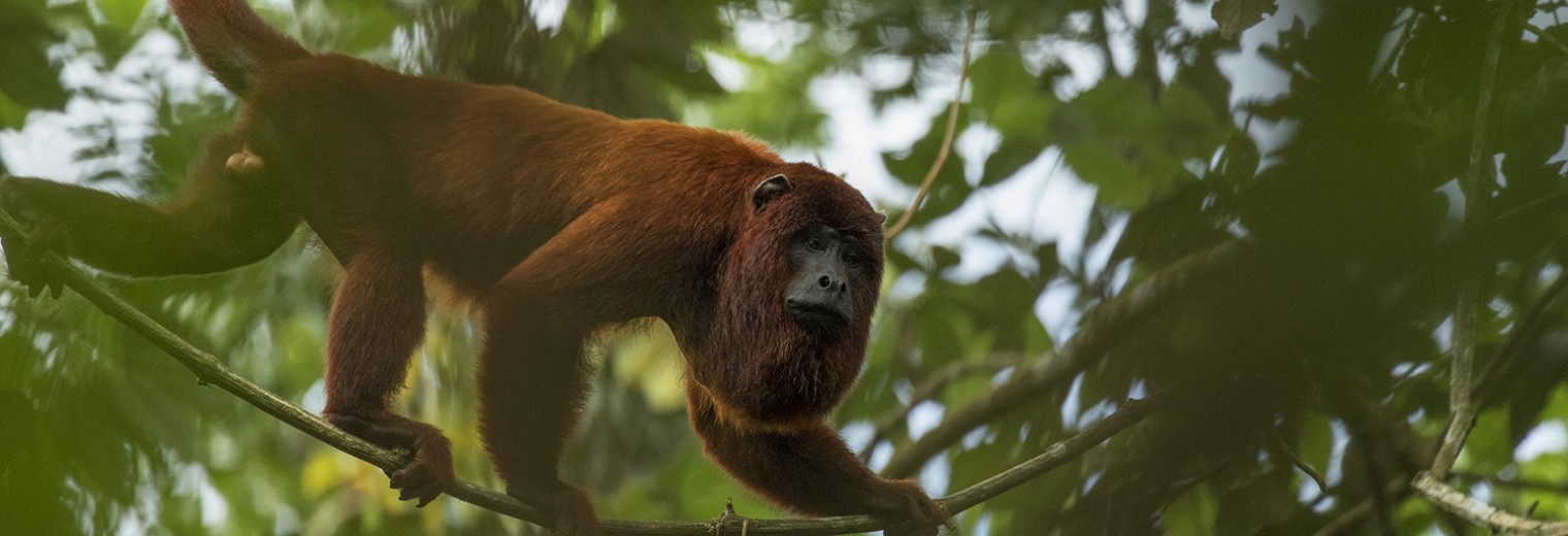 Howler monkey, Amazon, Peru ©Frank Pichardo