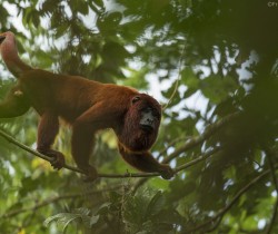 Howler monkey, Amazon, Peru ©Frank Pichardo Howler monkey, Amazon, Peru ©Frank Pichardo