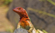 Lava lizard, Galapagos Islands