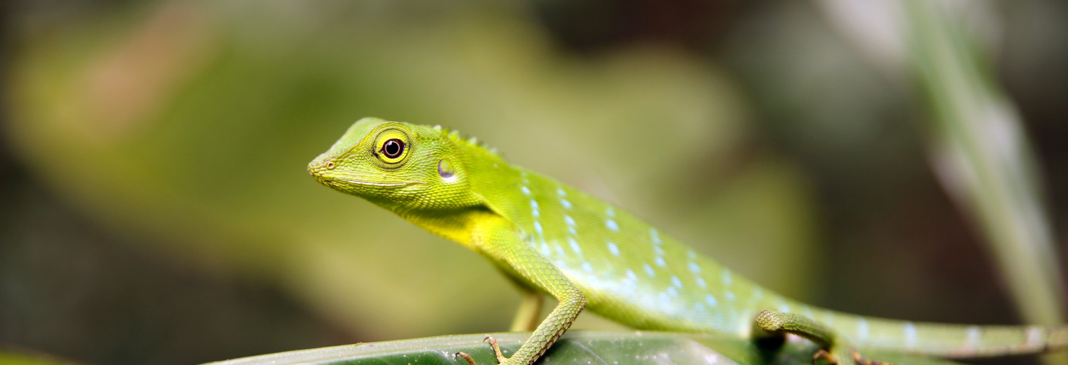 Green Crested Lizard, Danum Valley, Borneo