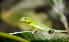 Green Crested Lizard, Danum Valley, Borneo