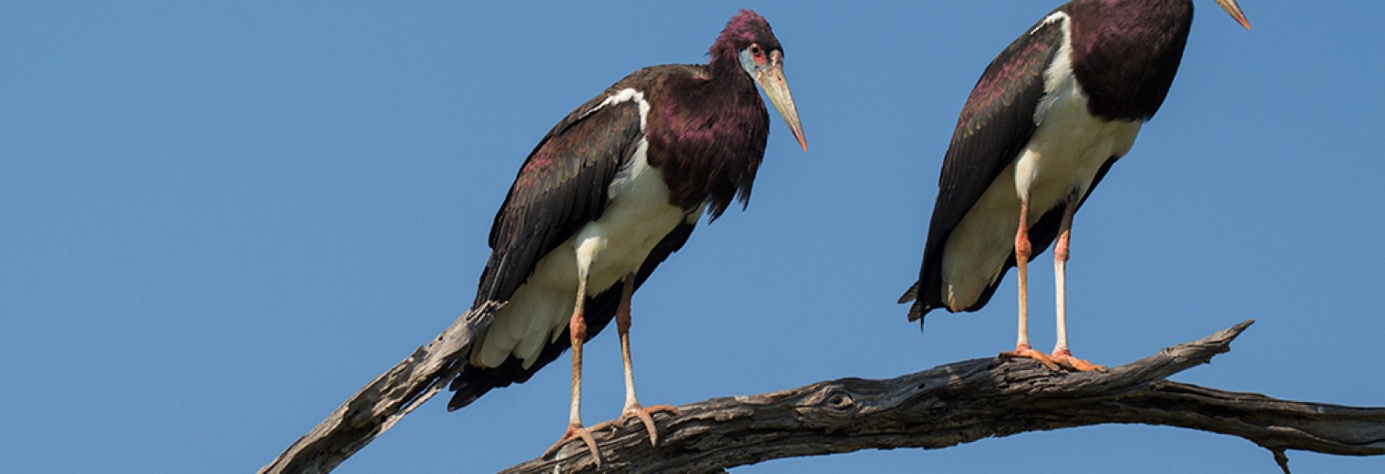 Abdim's Stork, Okavango Delta, Botswana