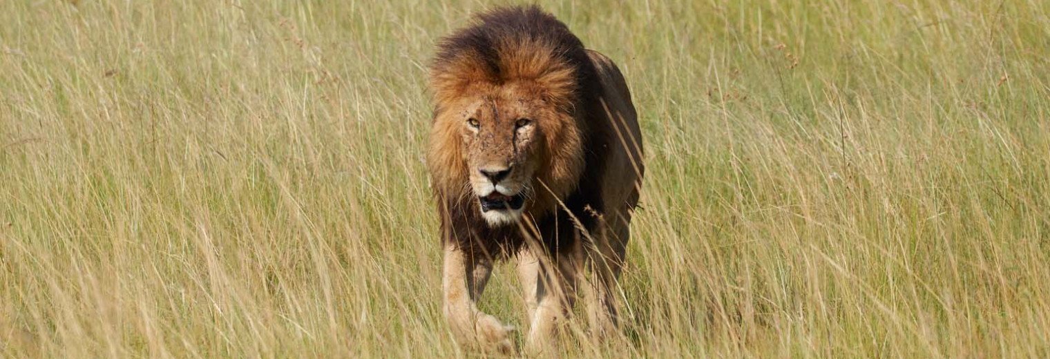 Lion, Masai Mara, Kenya