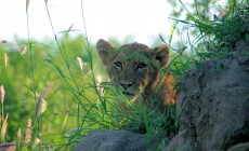 Lion cub, Kruger, South Africa
